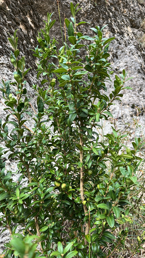 Buxus