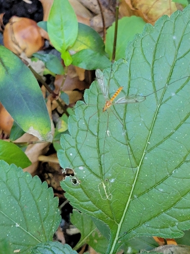 Unknown species found near District of Columbia County, US-DC, US