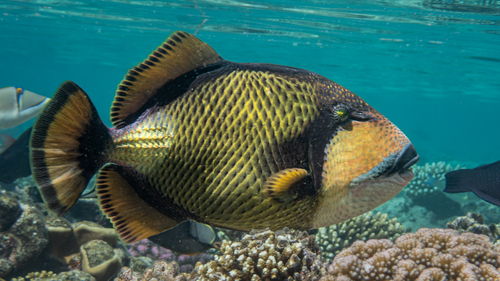 Titan Triggerfish — seen at this dive site