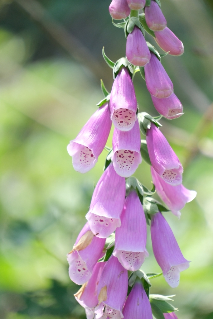 Digitalis purpurea