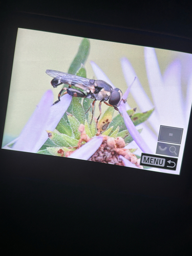 Unknown species found near 5th Ave, New York, NY, US