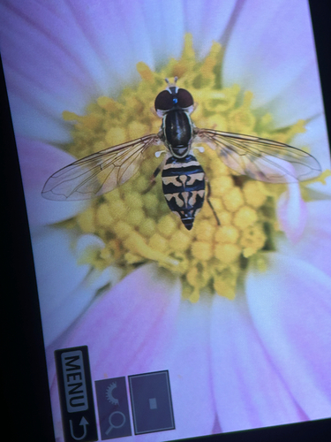 Unknown species found near 5th Ave, New York, NY, US