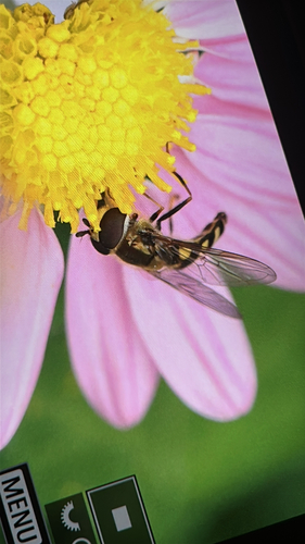 Unknown species found near 5th Ave, New York, NY, US