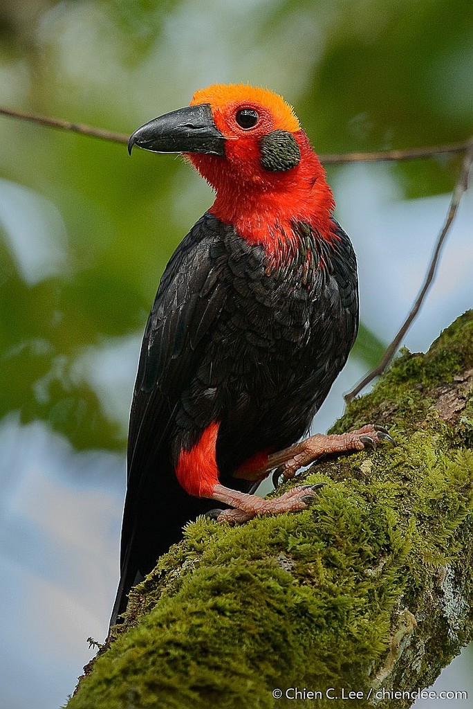 Bornean Bristlehead (Pityriasis gymnocephala) photo