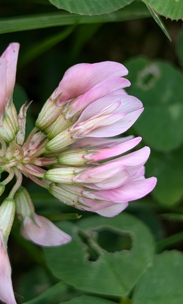 Trifolium repens