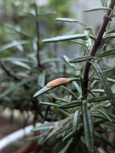 Unknown species found near Centre Township, PA, USA