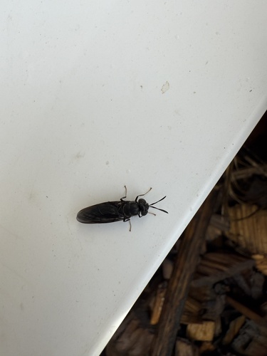 Unknown species found near 15th Ave, Forest Grove, OR, US