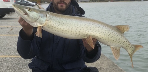 Muskellunge