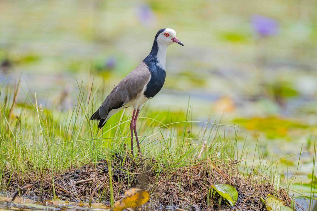 Long-toed Lapwing (Vanellus crassirostris) photo