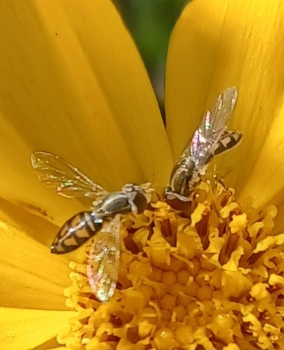 Unknown species found near Airville, PA 17302, USA