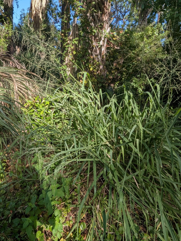 Panicum
