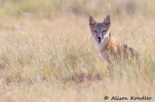 Swift Fox