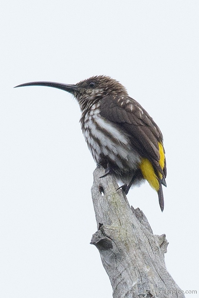 Whitehead's Spiderhunter (Arachnothera juliae) photo