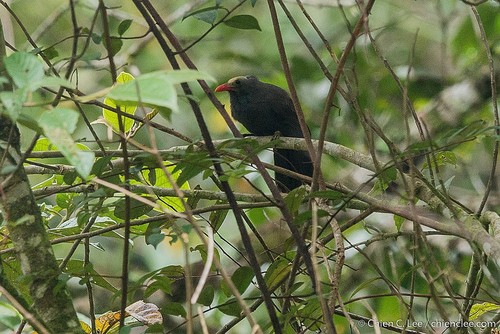 Bare-headed Laughingthrush