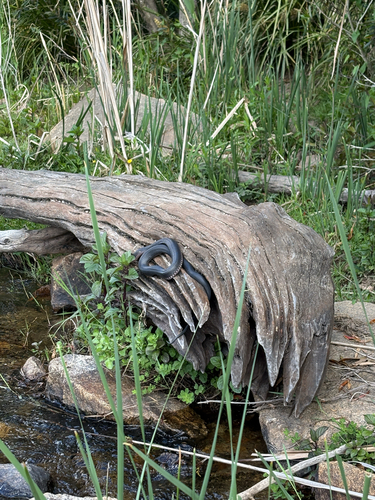 Red-bellied Black Snake sighting