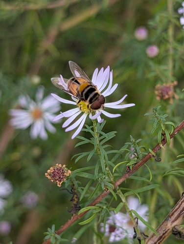 Unknown species found near Middleburg, FL 32068, USA