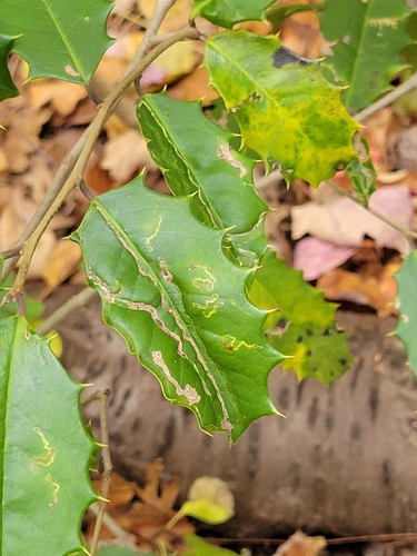 Unknown species found near Rock Creek Park, Rock Creek Park, District of Columbia County, US-DC, US
