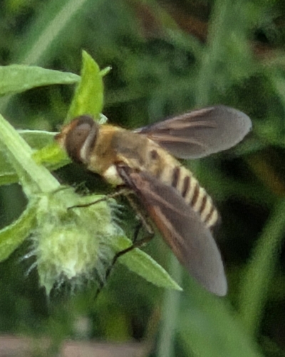 Unknown species found near Maple Ridge, Tulsa, OK, USA