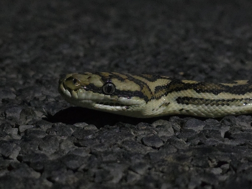 Coastal Carpet Python sighting
