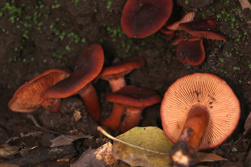 Southern Candy Cap