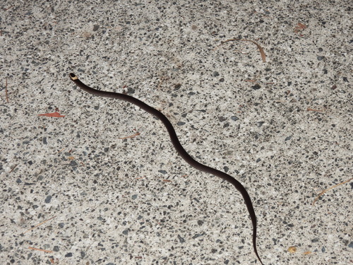 White-crowned Snake sighting