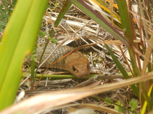 Eastern Brown Snake sighting