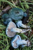 Blue Roundhead - Photo (c) izaj, all rights reserved, uploaded by izaj