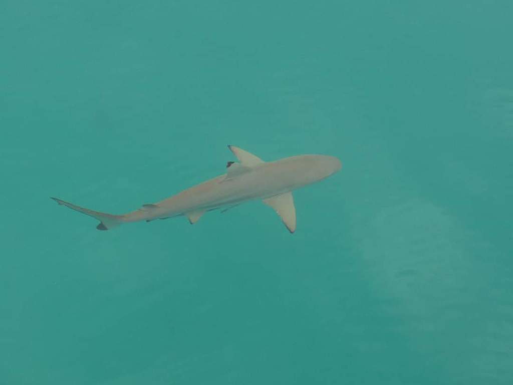 Black-tip Reef Shark
