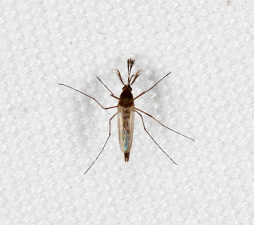 Unknown species found near Lawrence County, AL, USA