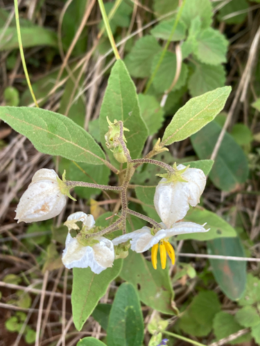Solanum guaraniticum
