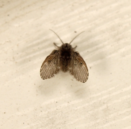 Unknown species found near Lawrence County, AL, USA
