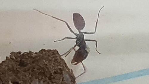 Iridomyrmex splendensIridomyrmex splendens