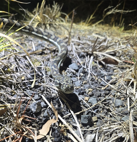 Coastal Carpet Python sighting