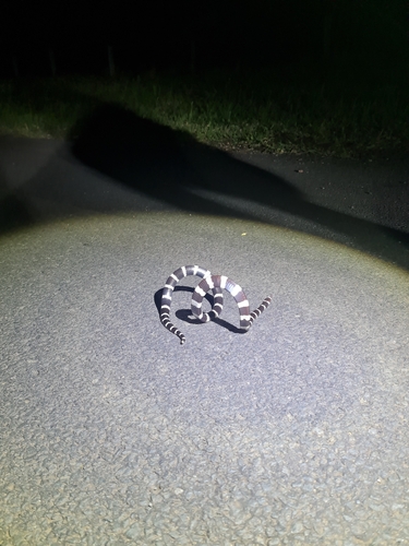 Eastern Bandy Bandy sighting