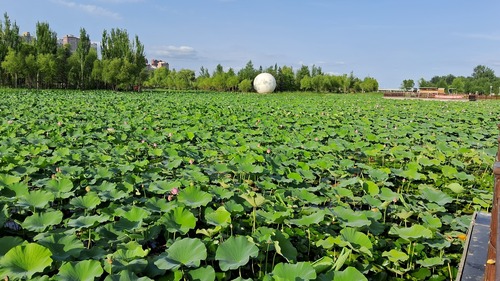 Sacred Lotus