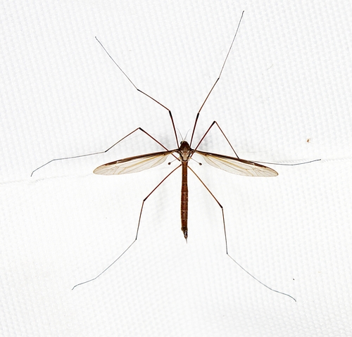 Unknown species found near Lawrence County, AL, USA