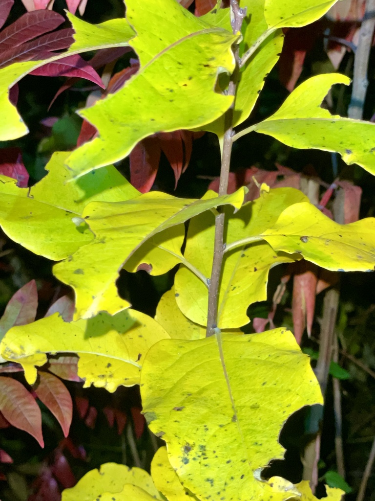 Diospyros virginiana