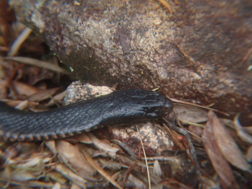 Red-bellied Black Snake sighting