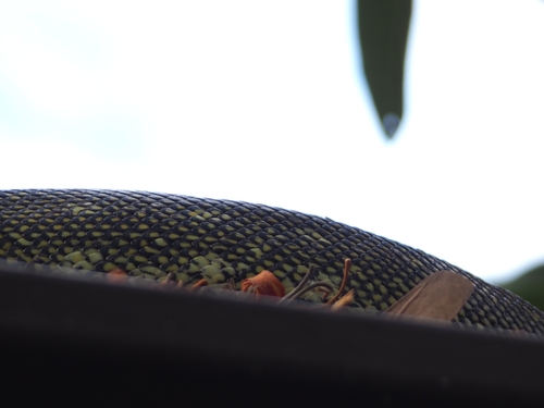 Diamond Python sighting