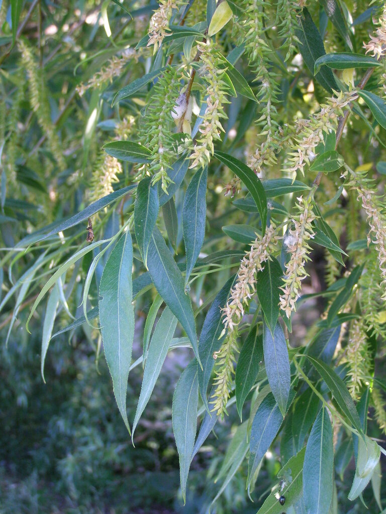 Salix alba