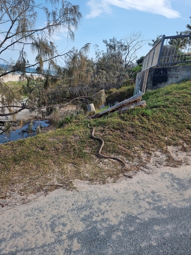 Eastern Brown Snake sighting