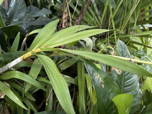 African ansellia