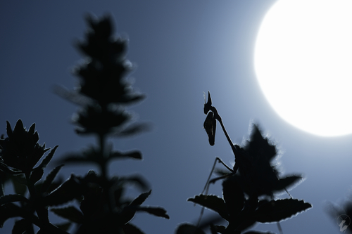 Fasciated Conehead Mantid