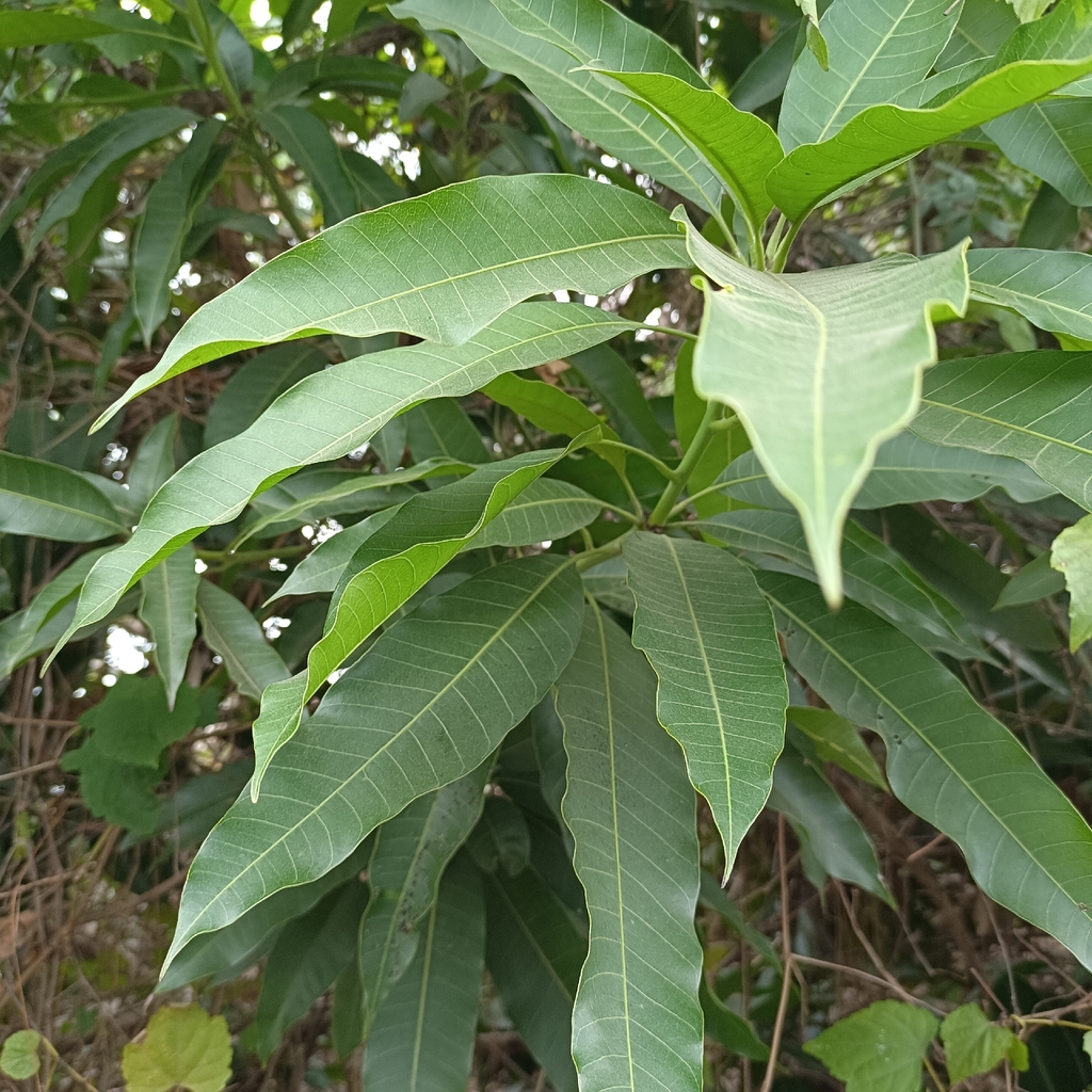 Mangifera indica