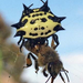 Arañas de Telas Orbiculares - Photo (c) susandc, todos los derechos reservados
