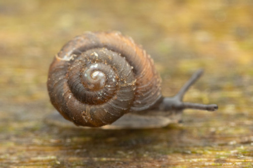 Pinhead Spot Snail