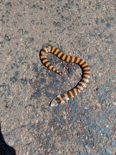 Southern Desert Banded Snake sighting