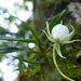 Angraecum expansum - Photo (c) Étienne VENNETIER, כל הזכויות שמורות, הועלה על ידי Étienne VENNETIER