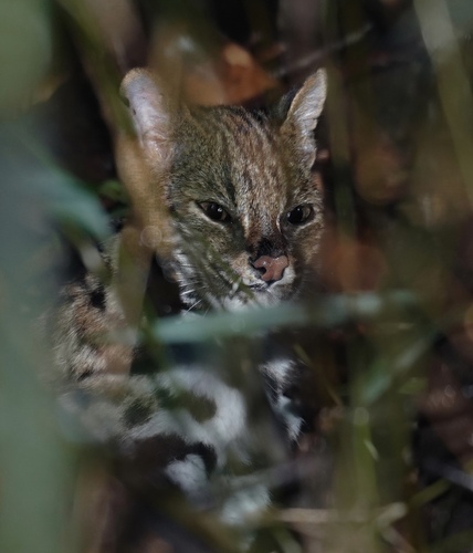 Indochinese Leopard Cat