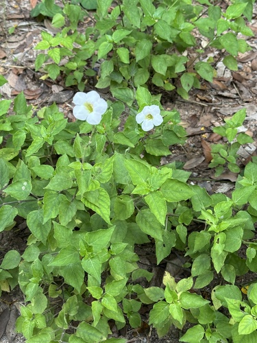 Chinese violet